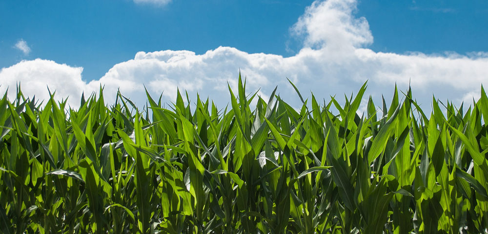 corn field